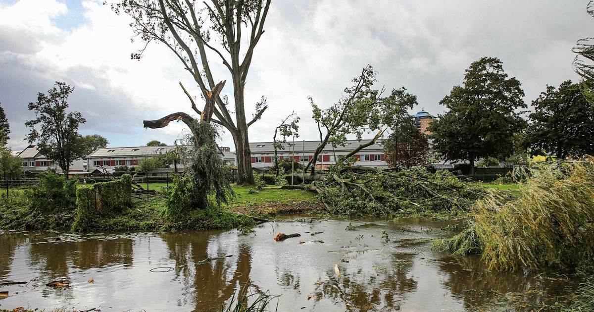 Ontwortelde bomen en kapotte dakpannen na valwind op Drents-Groningse grens