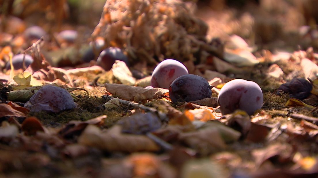 Rijpe pruimen rotten op de grond.