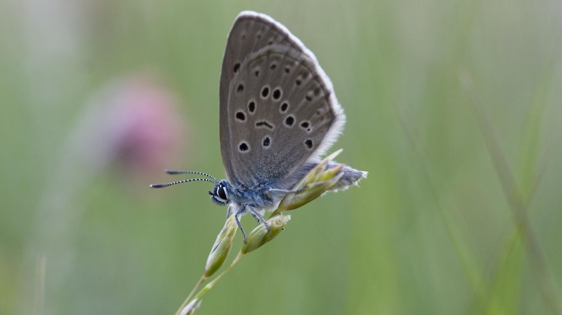 Gentiaanblauwtje (vlinder)