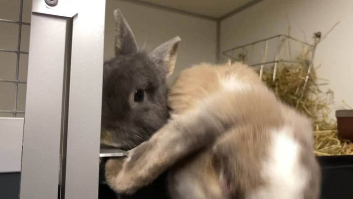 Opvang uit De Blesse redt 131 konijnen