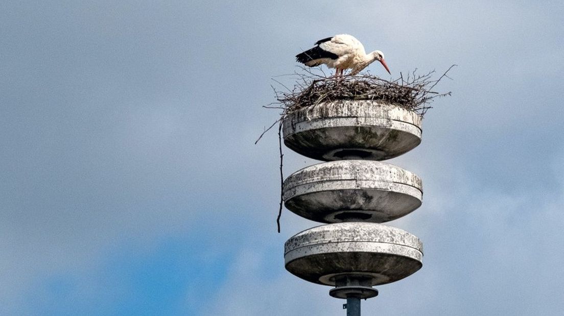 Ooievaars hebben hun plek gevonden in de luchtalarmmast van Raalte Noord