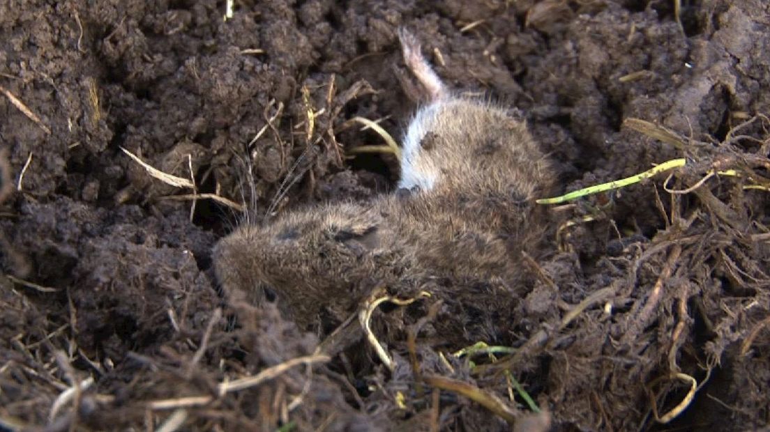 Muizen op het land van boer Zieleman in Mastenbroek
