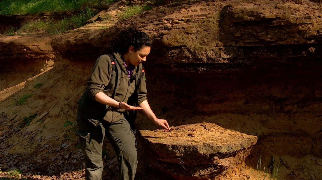 Tussen het losgelaten zand liggen schelpen van zeker 2 miljoen jaar oud