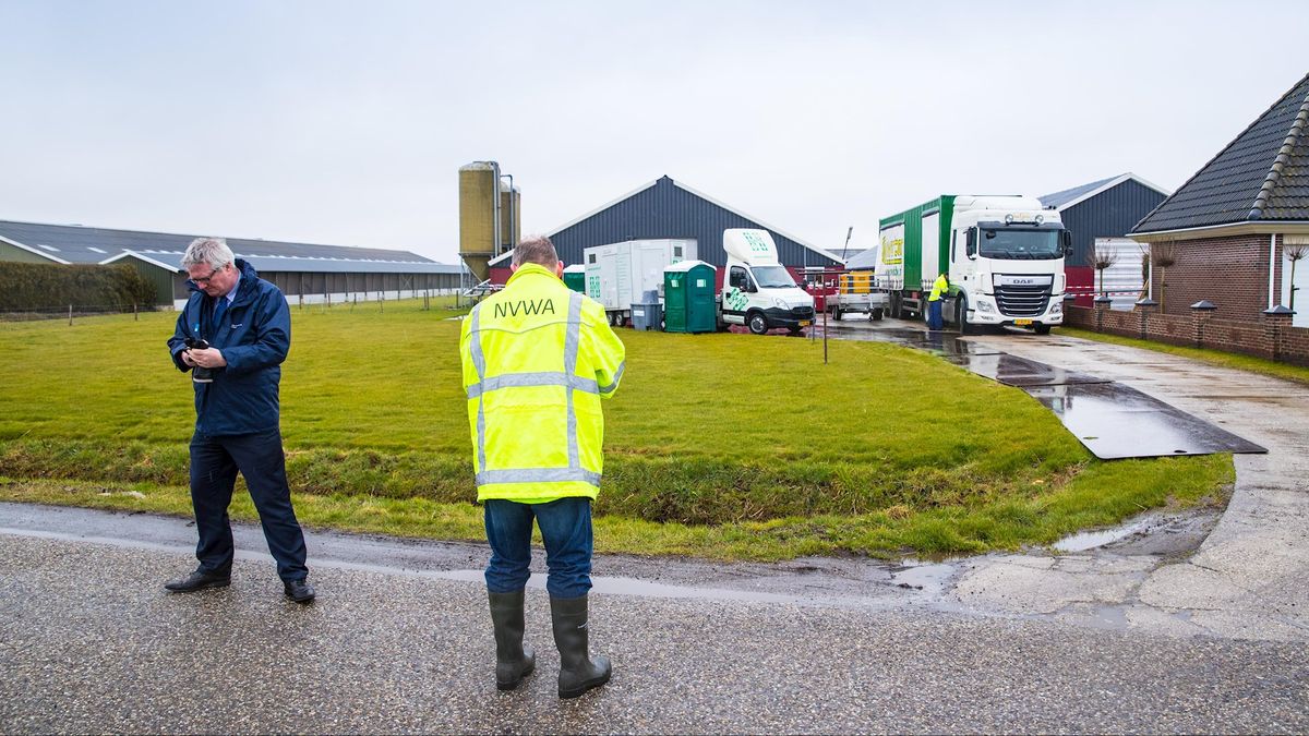 Vakbond van pluimveehouders geschokt na ontdekking vogelgriep in Kamperveen