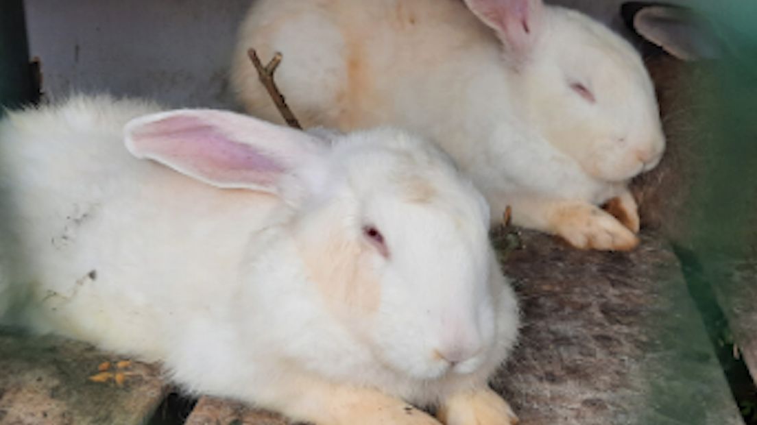 Bij een inwoner van de gemeente Rheden heeft de Dierenbescherming 25 konijnen, drie kippen, twee duiven en drie grasparkieten in beslag genomen. De eigenaar had al eerder boetes gehad, omdat de dieren in erbarmelijke omstandigheden leefden.