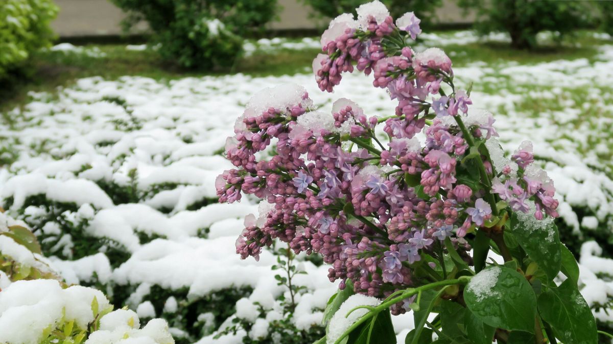 Strenge winter zet tuinen én hoveniers tijdelijk op pauze