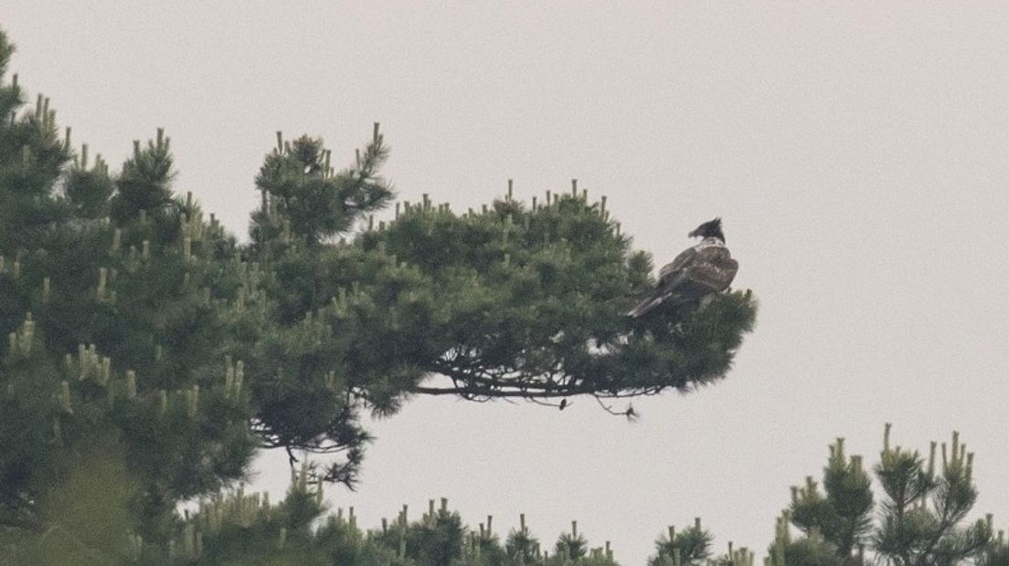 Grootste vogel van Europa is even neergestreken bij Dishoek