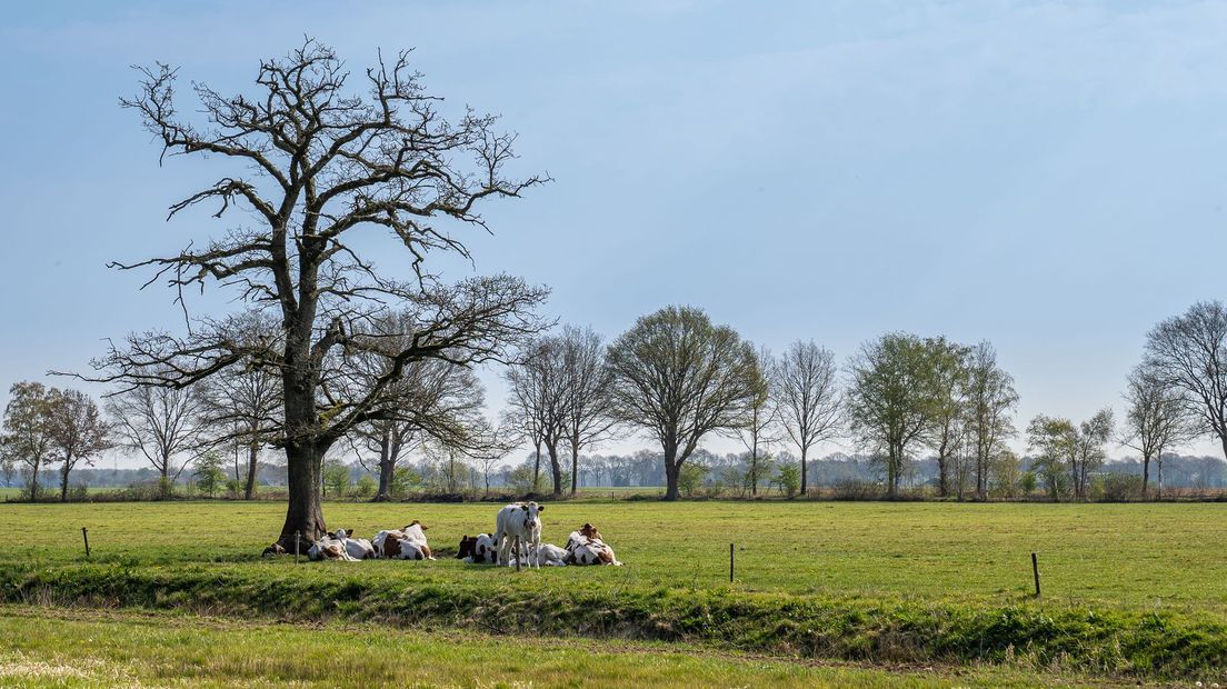 Boeren uitkopen is uit den boze, vindt de Provinciale Staten (Rechten: Fred van Os/RTV Drenthe)