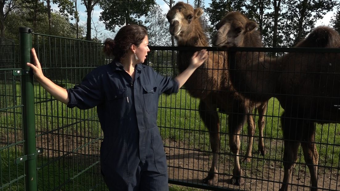 Hoefdierendocente Erika Rietema bij de kamelen