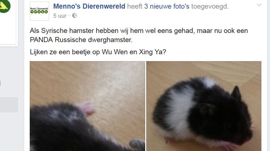 De hamster die op de Xing Ya en Wu Wen lijkt!
