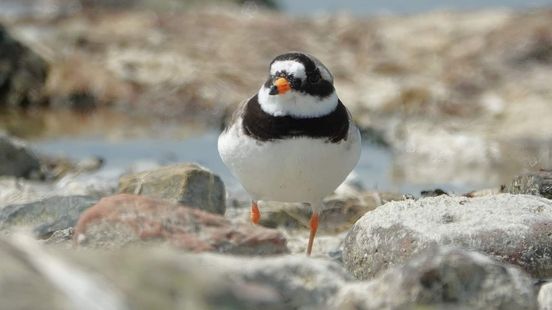 Laagstaande zon werd nest van bontbekplevier fataal Nieuws