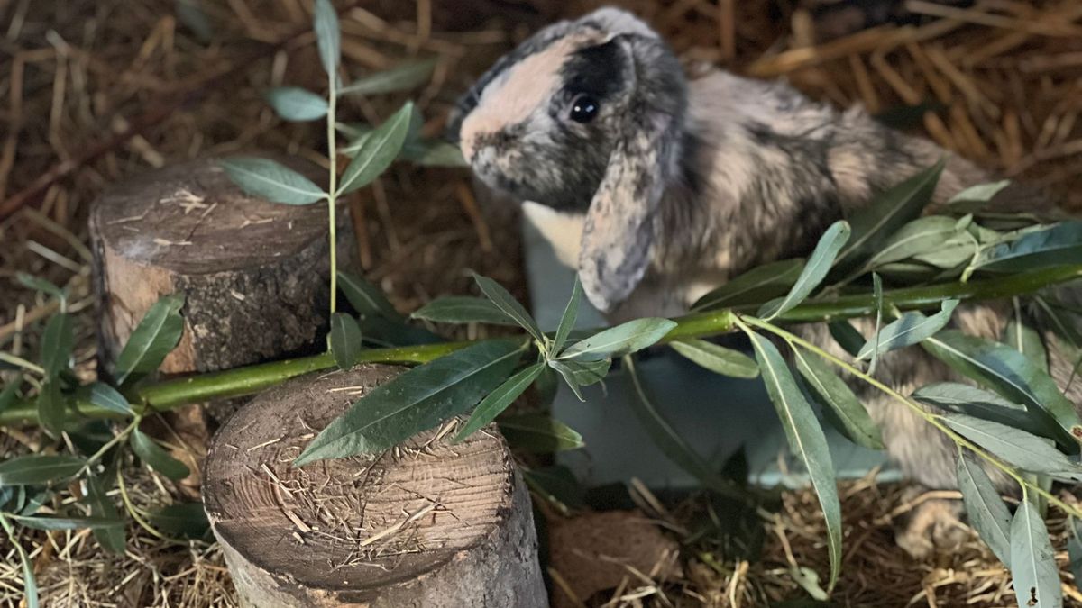 Konijnen en cavia's welkom in Ritthem: 'Ik ben gek op dieren en we hadden nog een lege schuur'