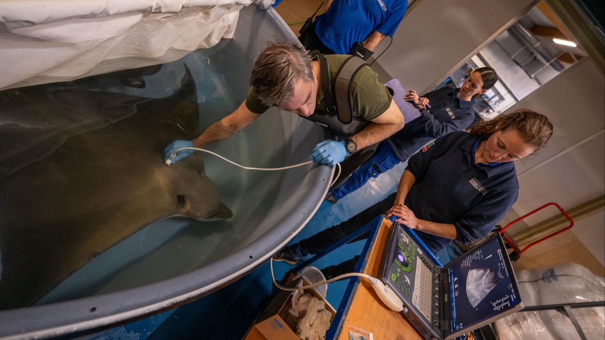 Adelaarsrog heeft voldoende jongen gekregen en moet nu aan de pil