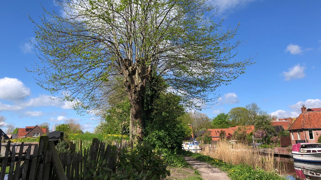 Knotlinde aan het Jaagpad in Winsum