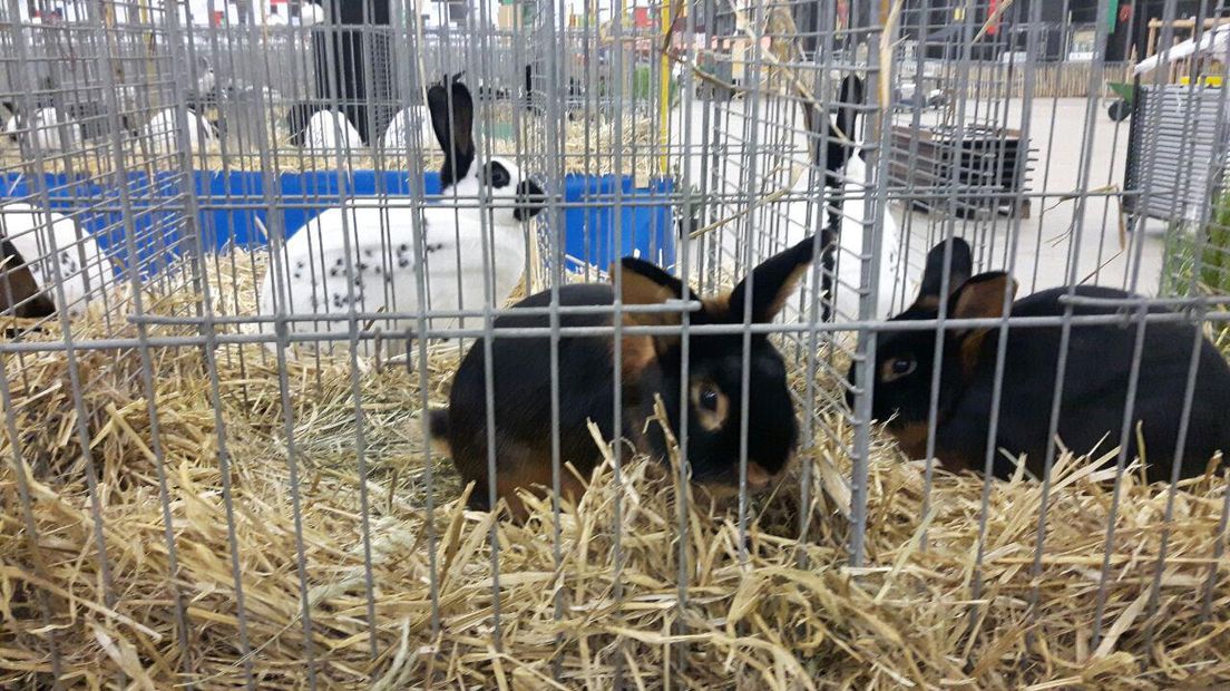 Er zijn 3.500 konijnen (Rechten: Remco Wilkens/RTV Drenthe)