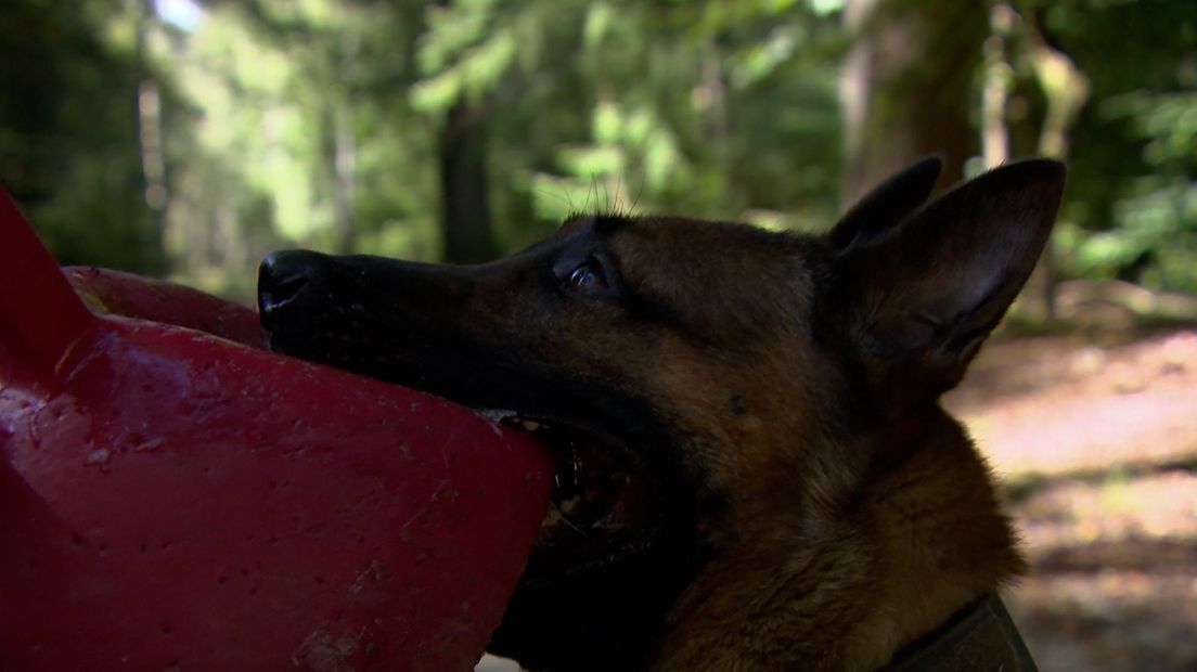 Een hond bijt bij een spel in het bos in Arnhem