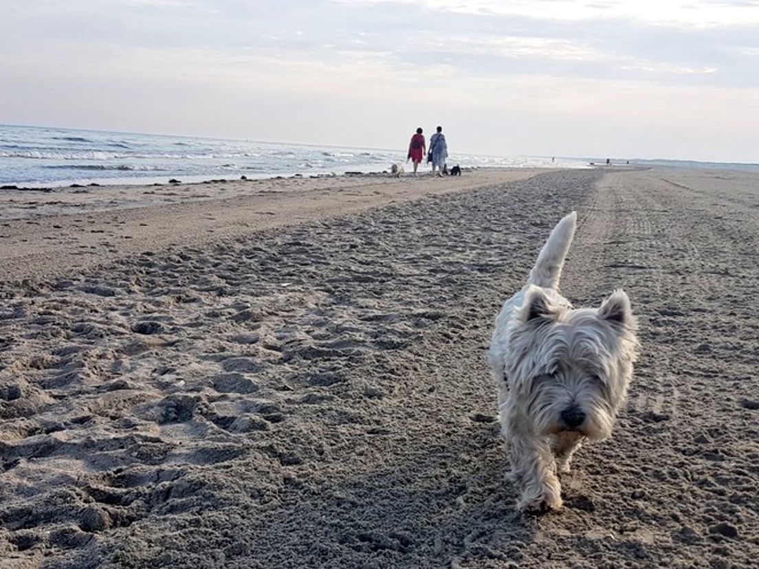 Hond op strand Hoek van Holland