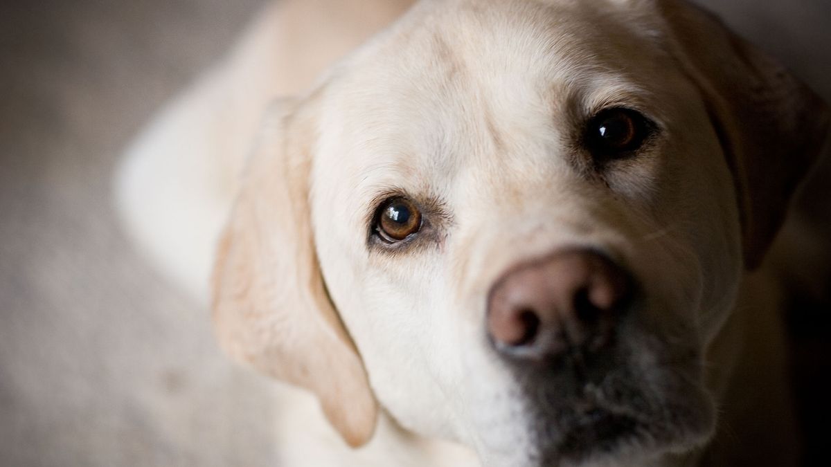 Honden overleden na eten vergif, politie waarschuwt baasjes - 1Limburg