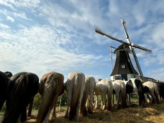 Paardenmarkt Rolde na 340 jaar verplaatst naar zondag