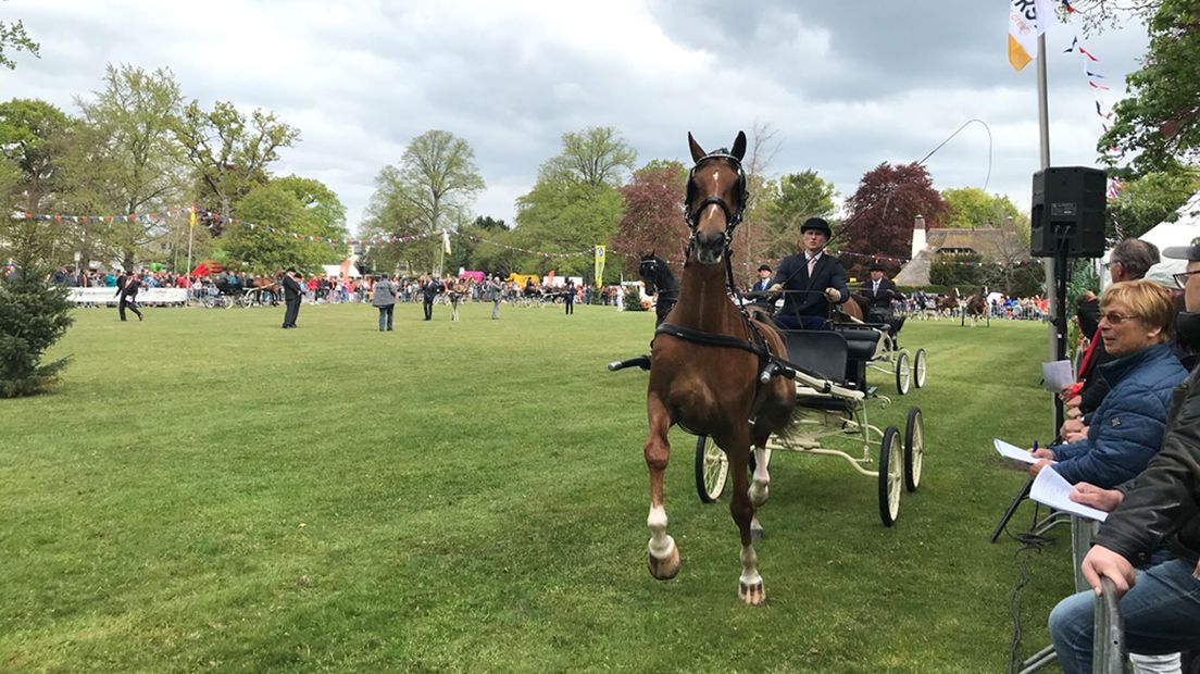 In Bilthoven werd vanochtend voor de 39e keer het traditionele paardenconcours georganiseerd.