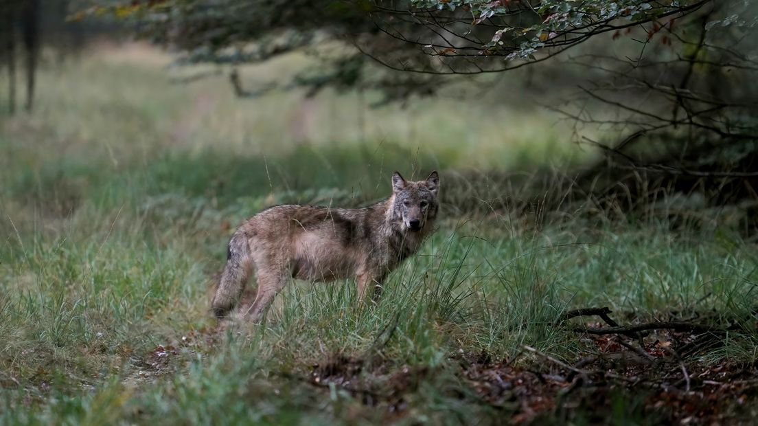 Een wolf op de Veluwe.