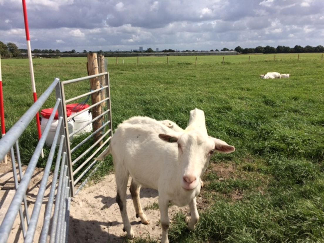 geit op de Belevenisboerderij Schieveen