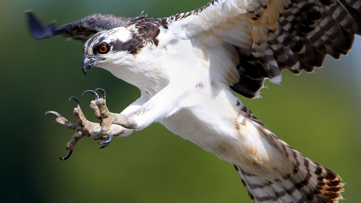 Beschuit met visjes bij Sint Philipsland: eerste visarendjongen van Zeeland geboren, maar je ziet ze
