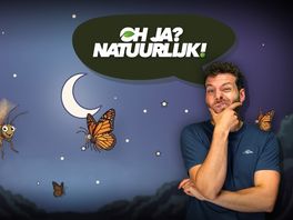 Waarom vliegen insecten op licht af?