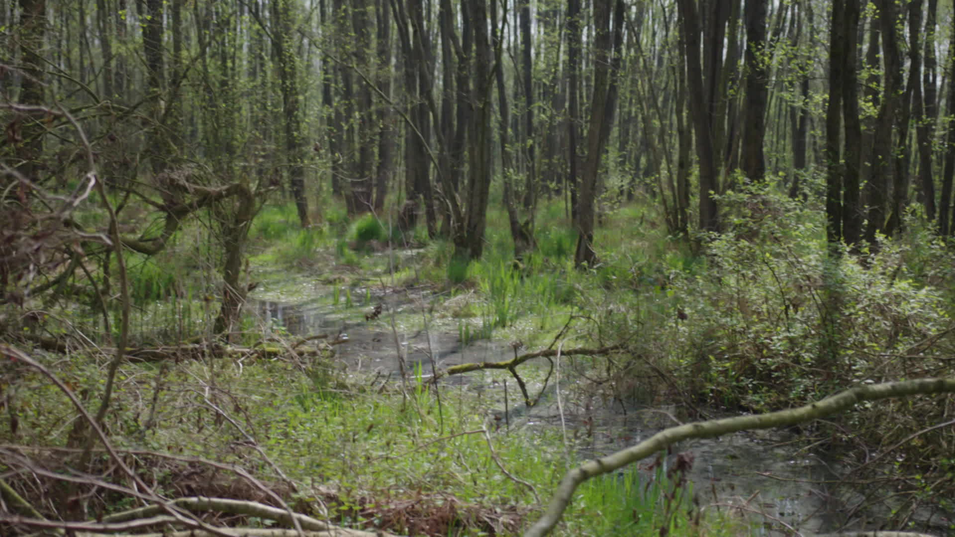 BuitenGewoon - Kraanvogels in het Vragender Veen - 08-05-2026