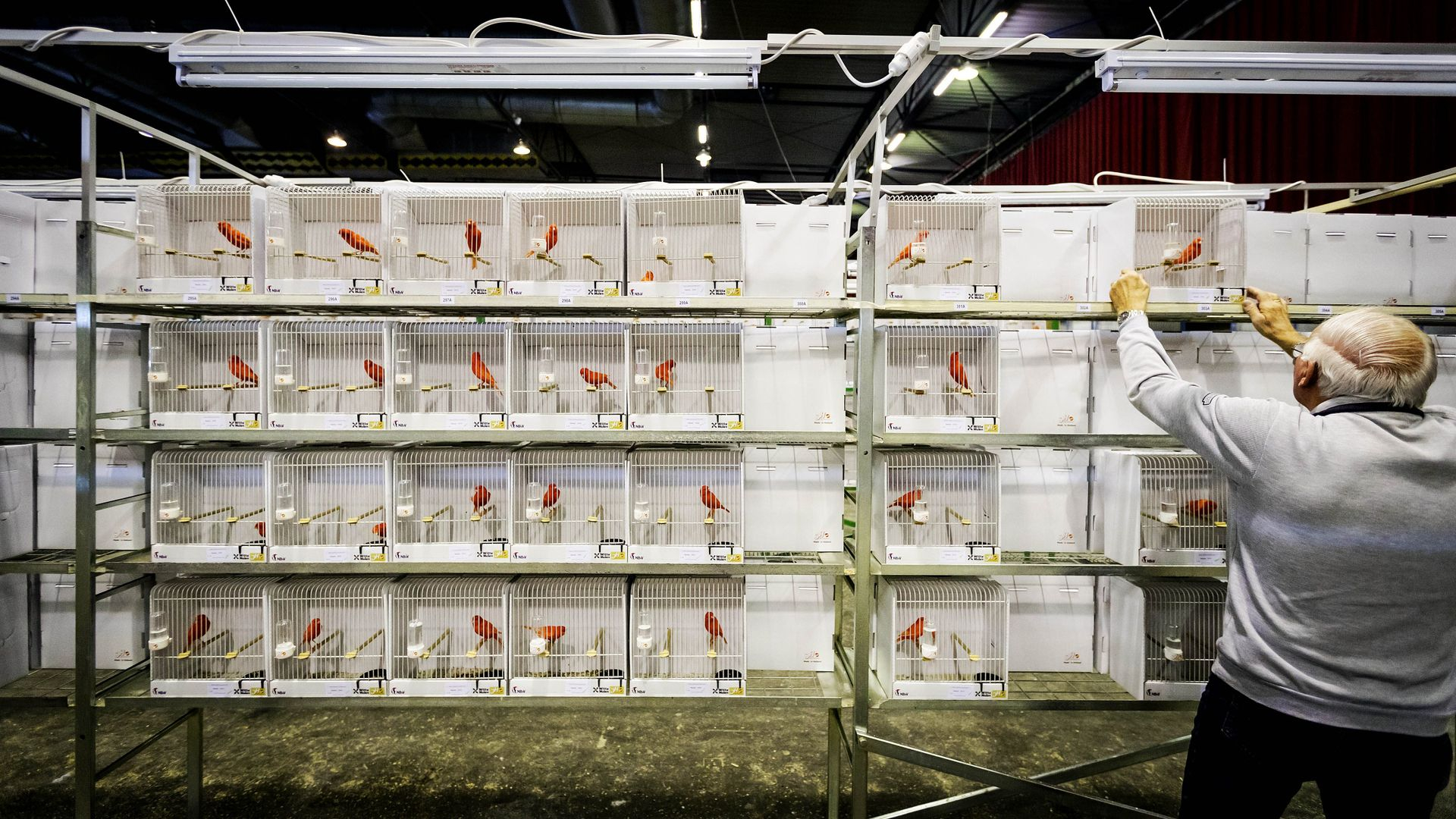 Alle vogelshows per direct geschrapt