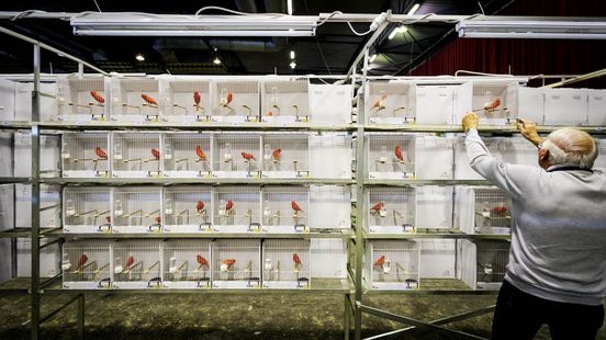 Minister verbiedt alle evenementen met vogels