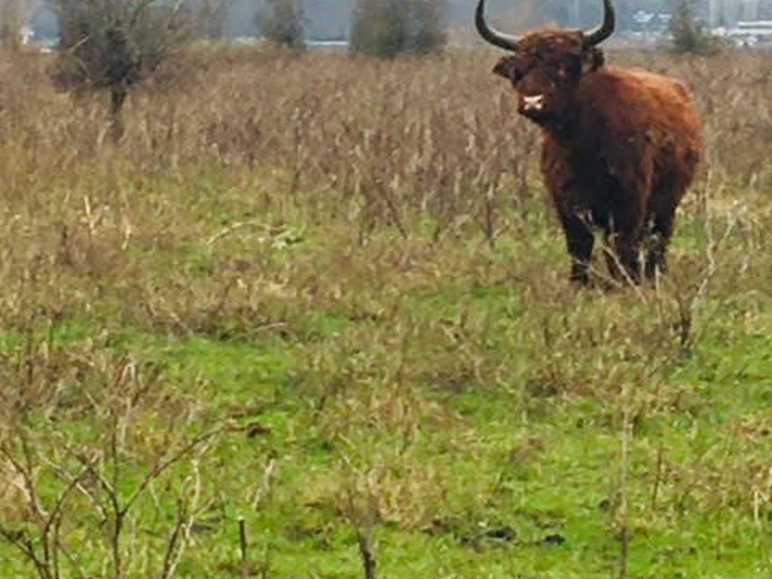 Schotse Hooglander, Natuurgebied De Staart - Oud-Beijerland