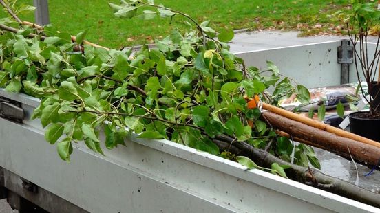Groener wonen? Deze wijken krijgen gratis bomen