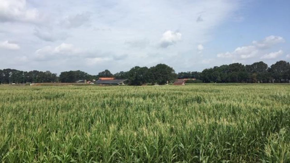 Creatief met maïs: het maïsdoolhof in Fleringen