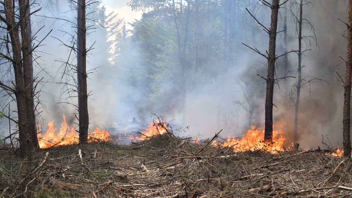 Grote inzet brandweer bij Bosbrand in Merselo