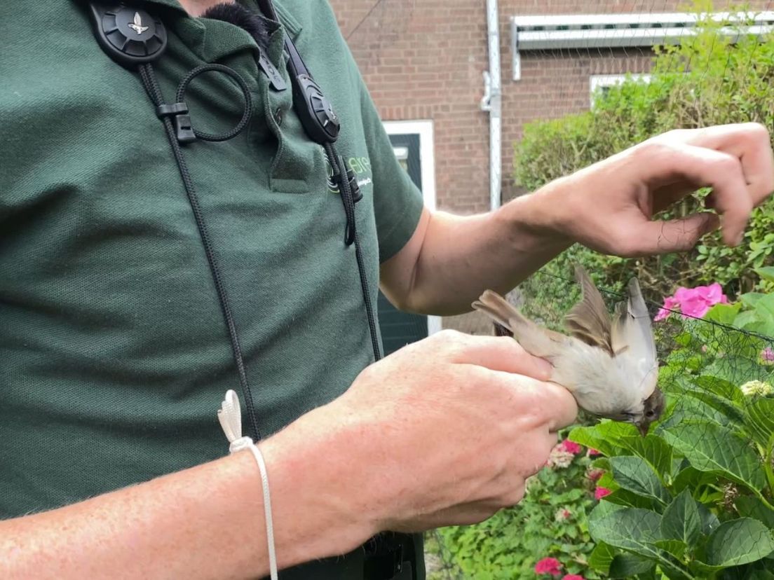 De mus wordt door de onderzoeker uit het net gehaald