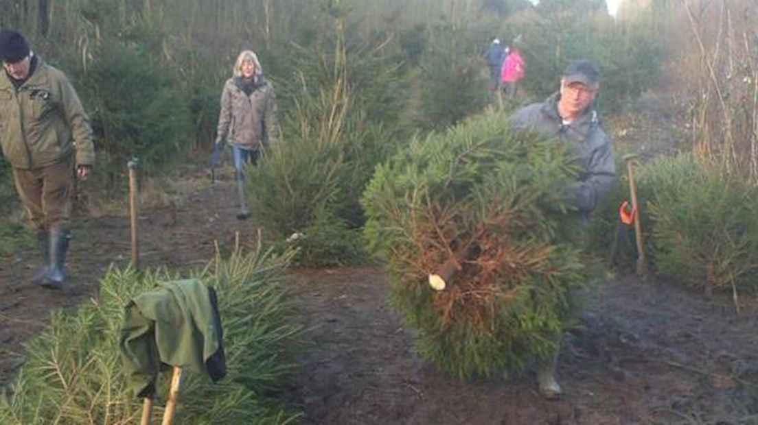 Zelf je kerstboom uitgraven in het Kuinderbos