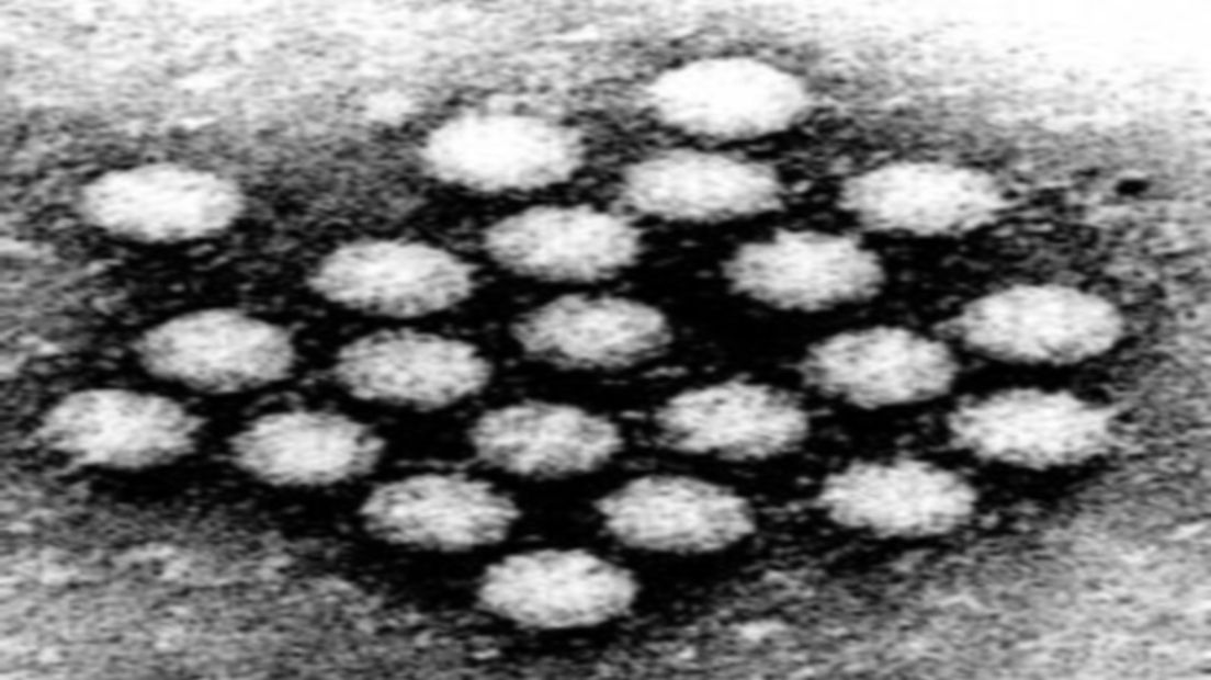 Het Norovirus is erg besmettelijk (Rechten: Archief RTV Drenthe)