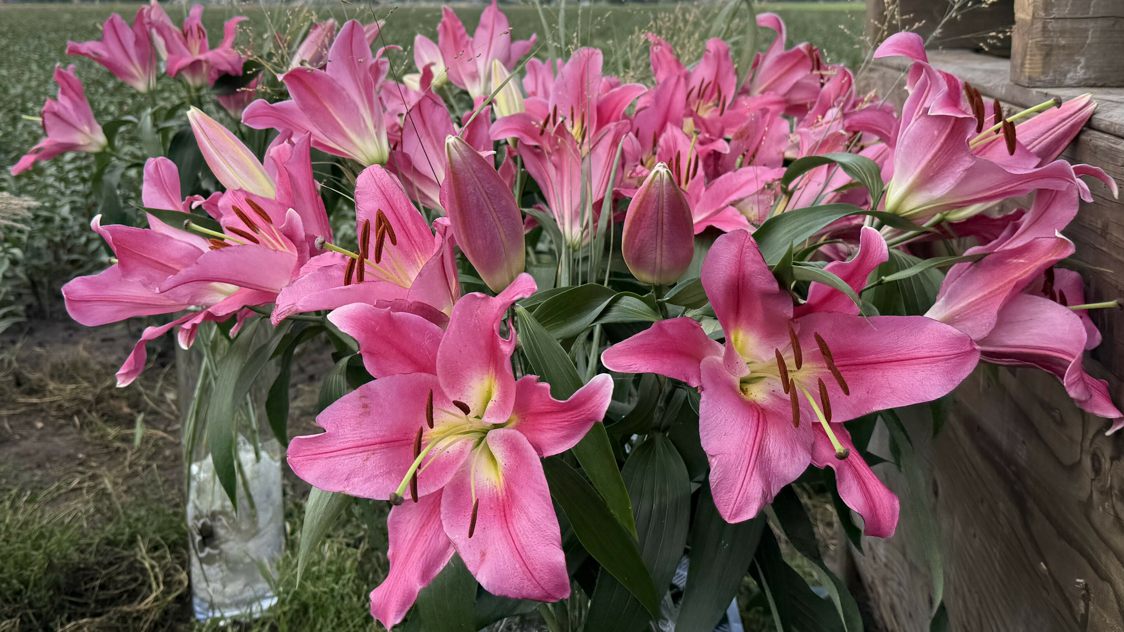 Vergunning lelieteelt vast na 'no go' voortoets, Drenthe verwacht golf aan handhaving