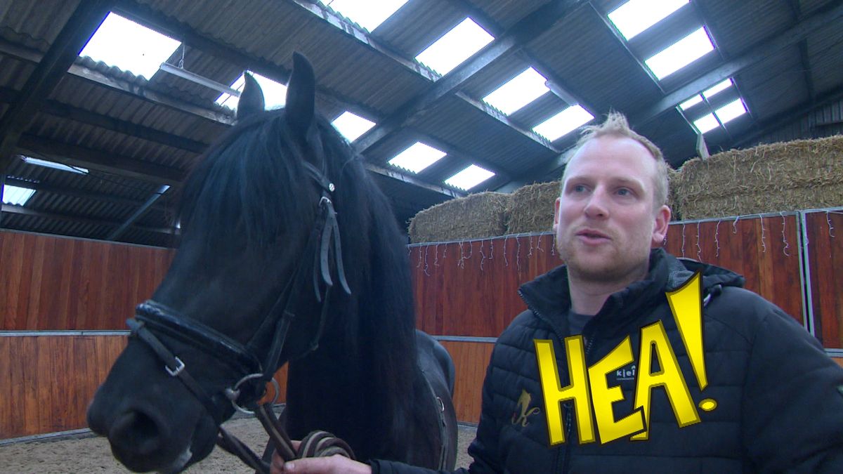 HEA! Tsjalling de Boer met zes jonge hengsten naar de keuring