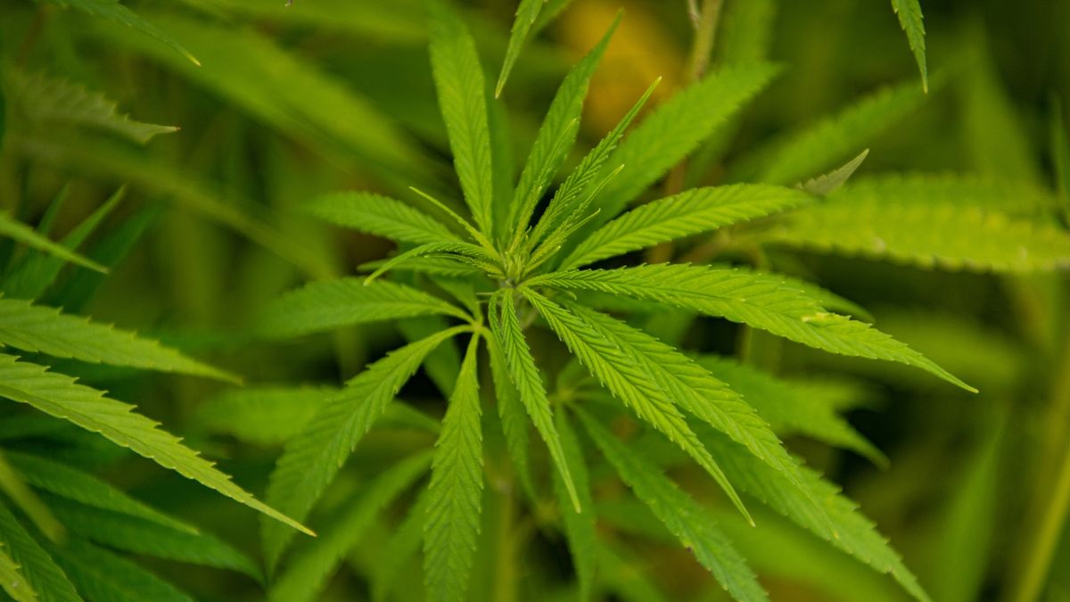 Taakstraf voor ondergrondse hennepkwekerij in Vriescheloo