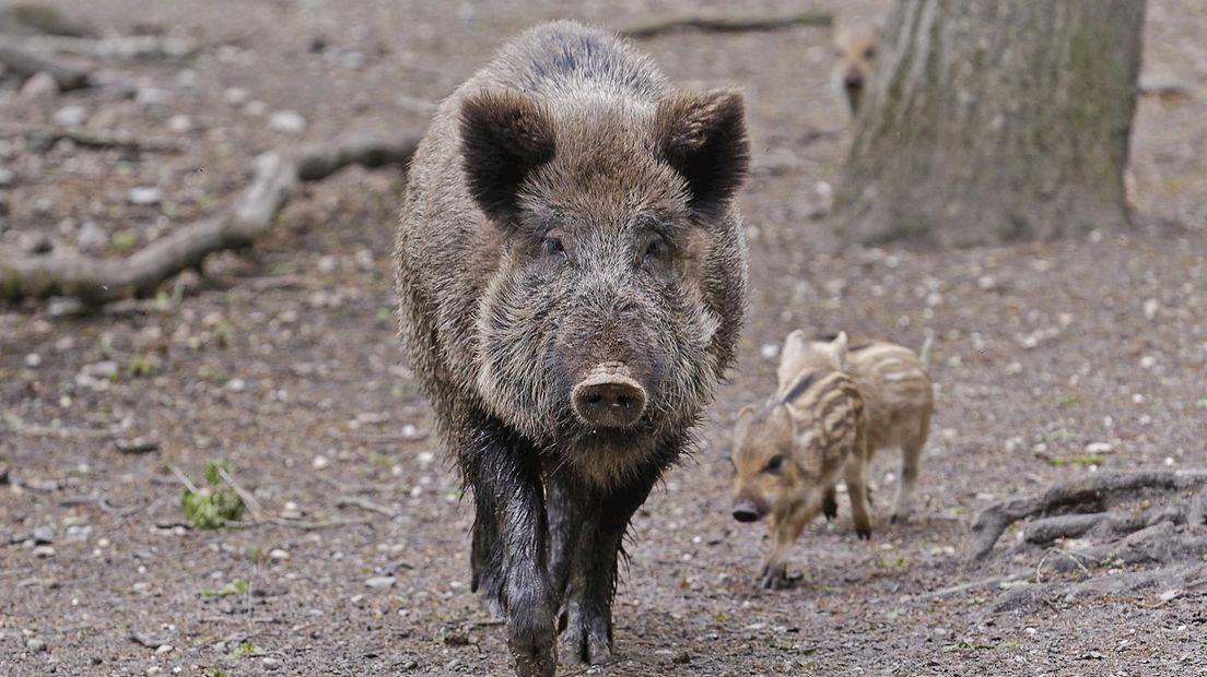 Boeren zijn bang dat wilde zwijnen de gevreesde Afrikaanse varkenspest overbrengen op hun veestapel