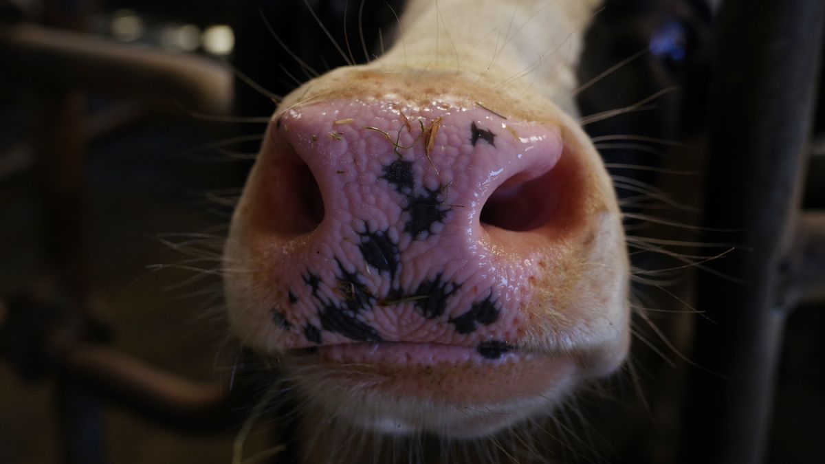 Blauwtong drukt ook melkveehouders met de koeiensnuit op de feiten