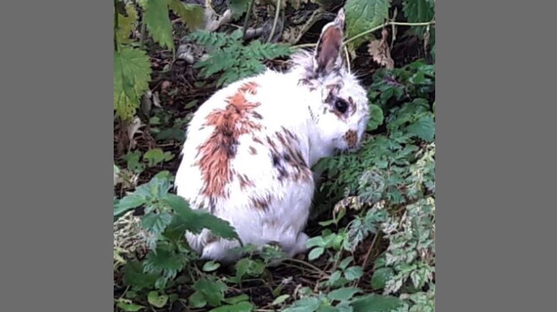 Een gedumpt konijn in het Zuiderpark