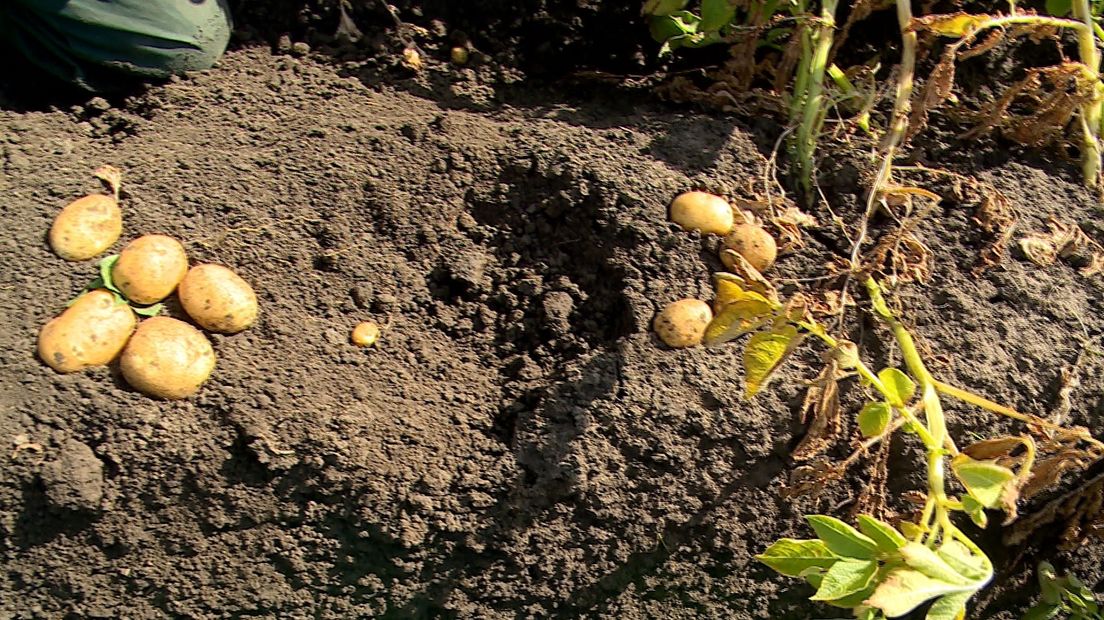 Kleinste aardappeloogst in Scharendijke: 'Nog geen reden tot paniek'