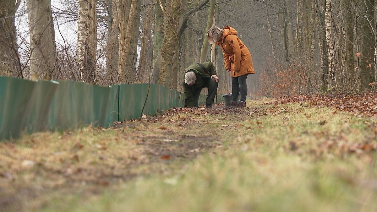 Paddentrek in Klazienaveen bijna afgelopen