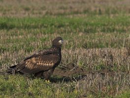 Terug van weggeweest in de Drentse natuur: de zeearend