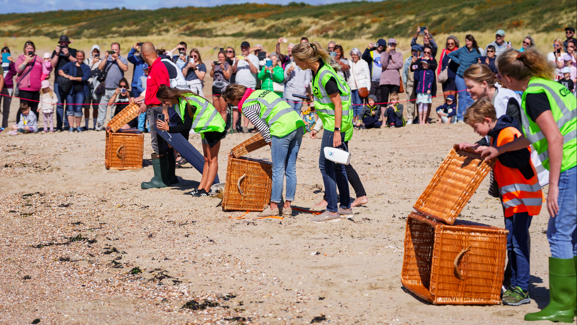 De meeste zeehondjes waren nogal verlegen en gingen terughoudend de zee in.