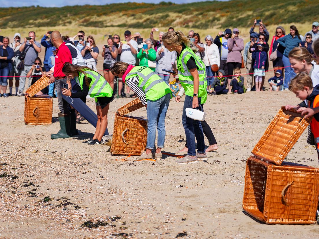 De meeste zeehondjes waren nogal verlegen en gingen terughoudend de zee in.