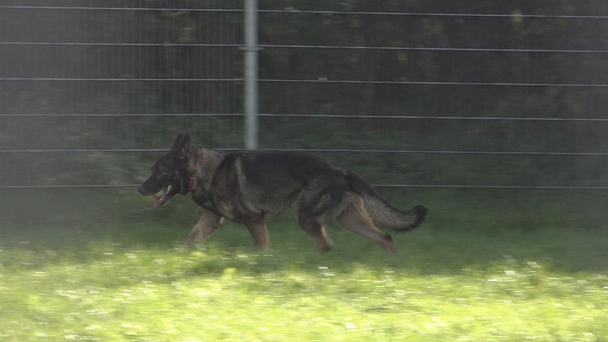 Honden ziek in Ulestraten: 'Laat ze niet zomaar alles eten'